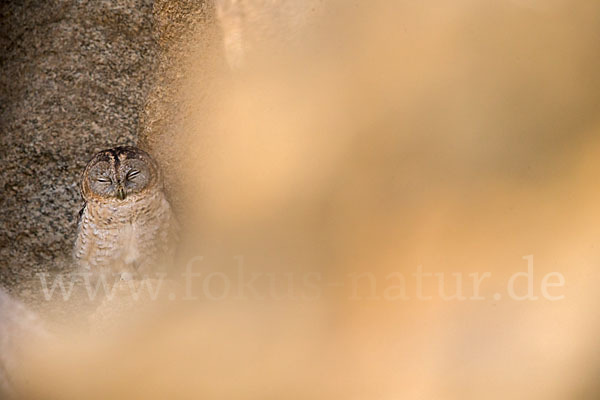 Fahlkauz (Strix hadorami)