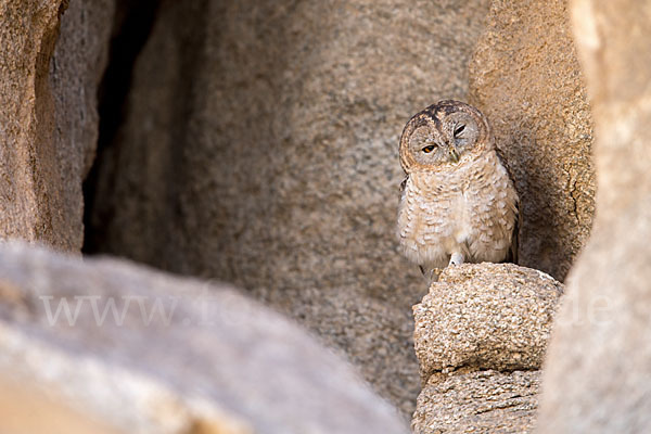 Fahlkauz (Strix hadorami)