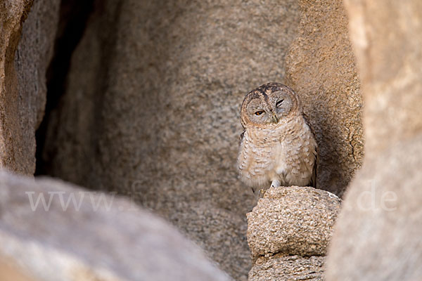 Fahlkauz (Strix hadorami)