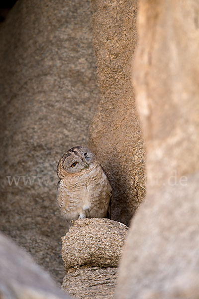 Fahlkauz (Strix hadorami)