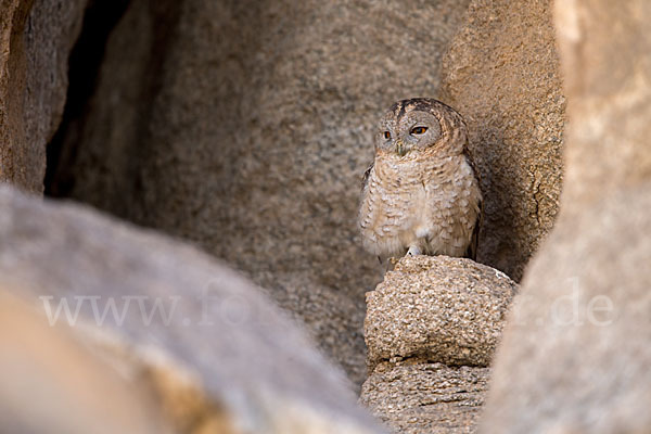 Fahlkauz (Strix hadorami)