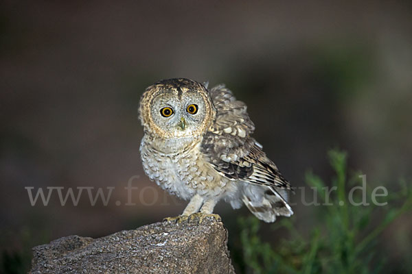 Fahlkauz (Strix hadorami)