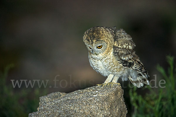 Fahlkauz (Strix hadorami)