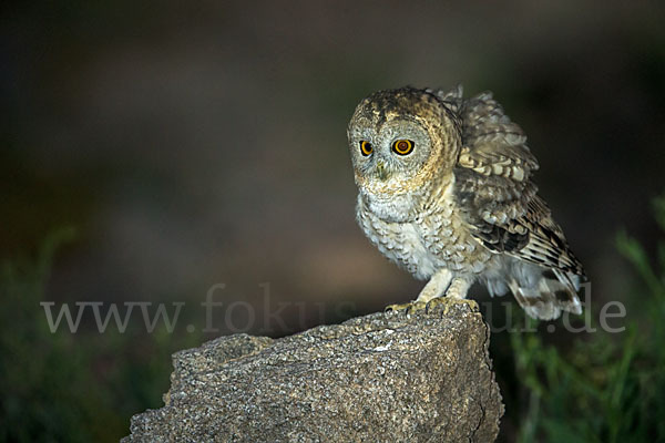 Fahlkauz (Strix hadorami)