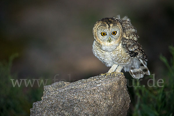 Fahlkauz (Strix hadorami)