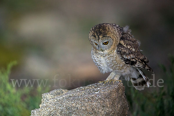 Fahlkauz (Strix hadorami)