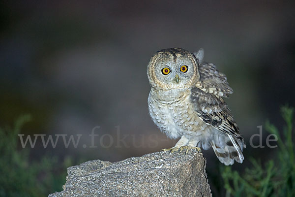 Fahlkauz (Strix hadorami)