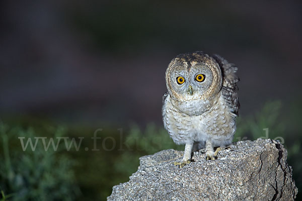 Fahlkauz (Strix hadorami)