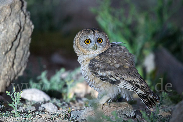 Fahlkauz (Strix hadorami)