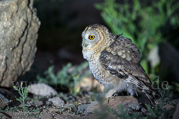 Fahlkauz (Strix hadorami)