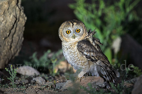 Fahlkauz (Strix hadorami)