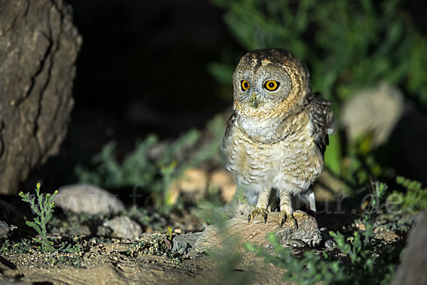 Fahlkauz (Strix hadorami)