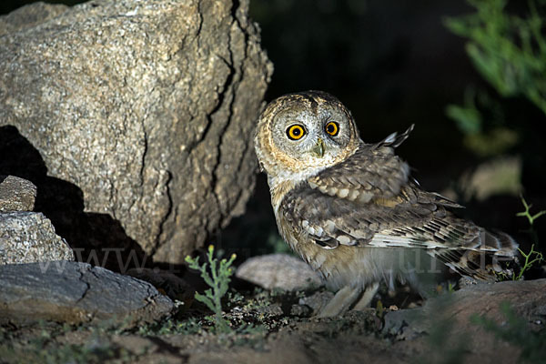 Fahlkauz (Strix hadorami)