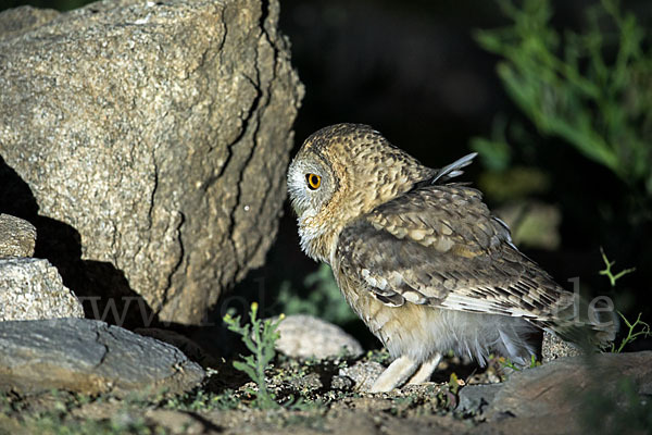 Fahlkauz (Strix hadorami)