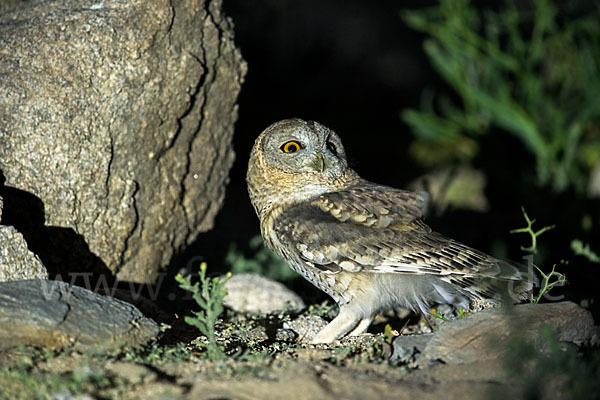 Fahlkauz (Strix hadorami)