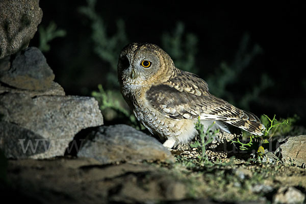 Fahlkauz (Strix hadorami)