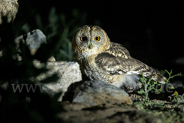 Fahlkauz (Strix hadorami)