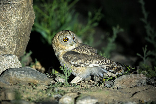 Fahlkauz (Strix hadorami)