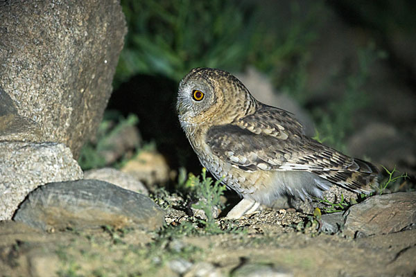 Fahlkauz (Strix hadorami)