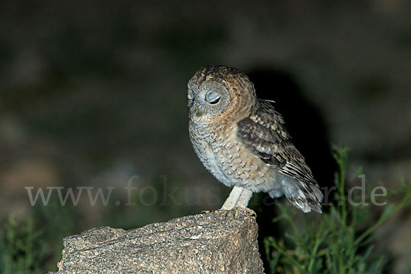 Fahlkauz (Strix hadorami)