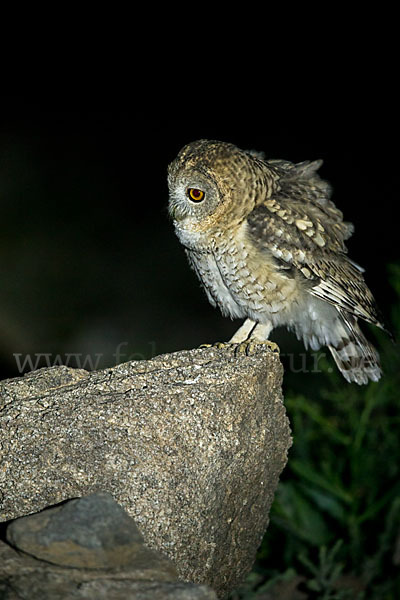 Fahlkauz (Strix hadorami)