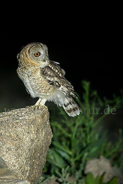 Fahlkauz (Strix hadorami)