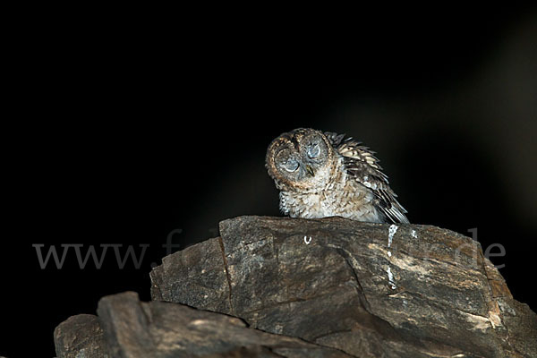 Fahlkauz (Strix hadorami)