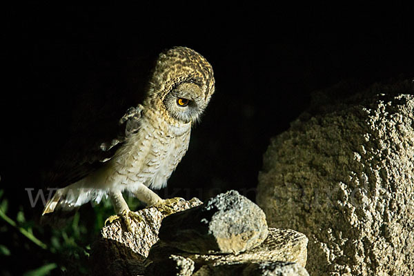 Fahlkauz (Strix hadorami)