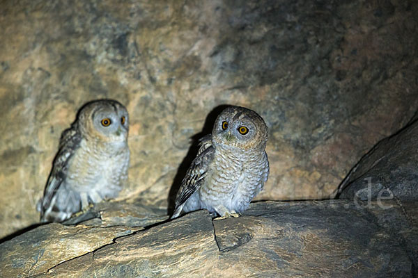 Fahlkauz (Strix hadorami)