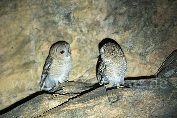 Fahlkauz (Strix hadorami)