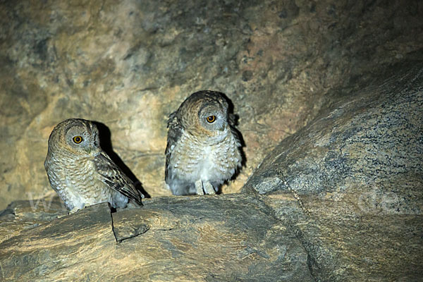 Fahlkauz (Strix hadorami)