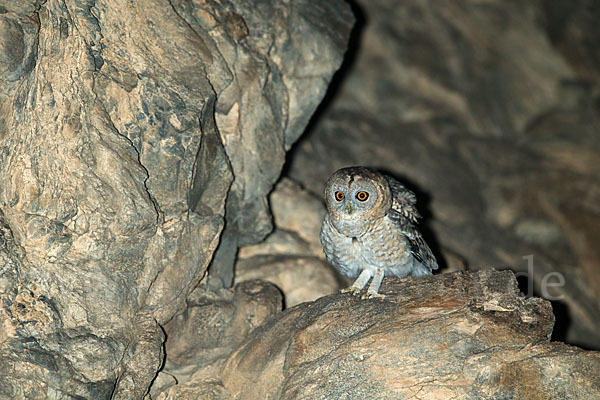 Fahlkauz (Strix hadorami)