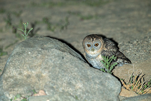 Fahlkauz (Strix hadorami)