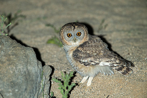 Fahlkauz (Strix hadorami)