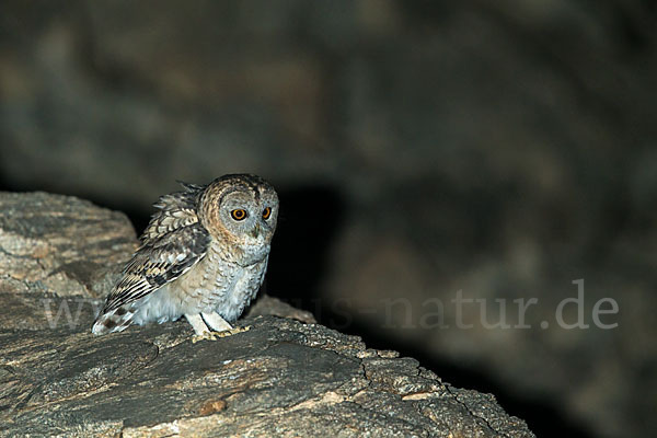 Fahlkauz (Strix hadorami)