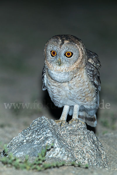 Fahlkauz (Strix hadorami)