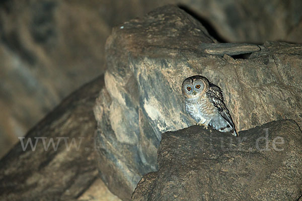 Fahlkauz (Strix hadorami)