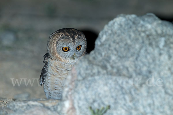 Fahlkauz (Strix hadorami)