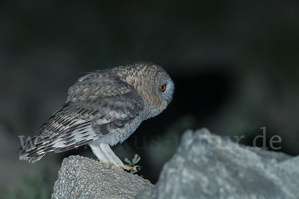 Fahlkauz (Strix hadorami)