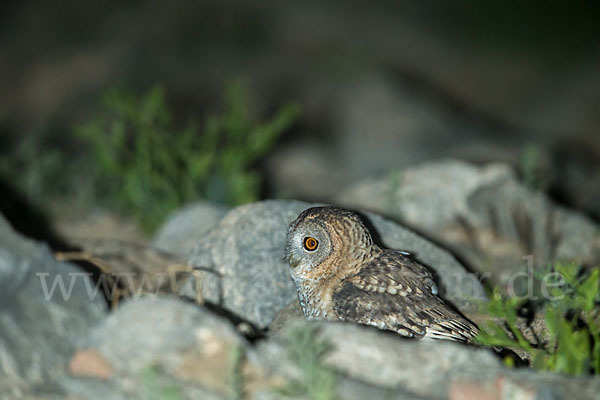 Fahlkauz (Strix hadorami)