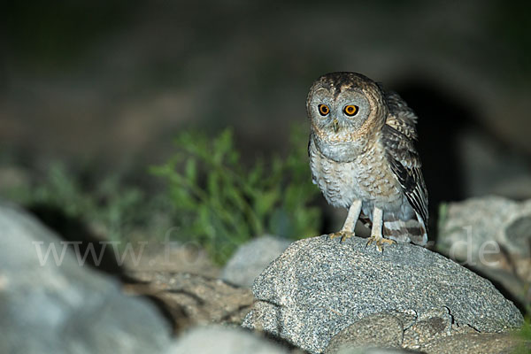 Fahlkauz (Strix hadorami)