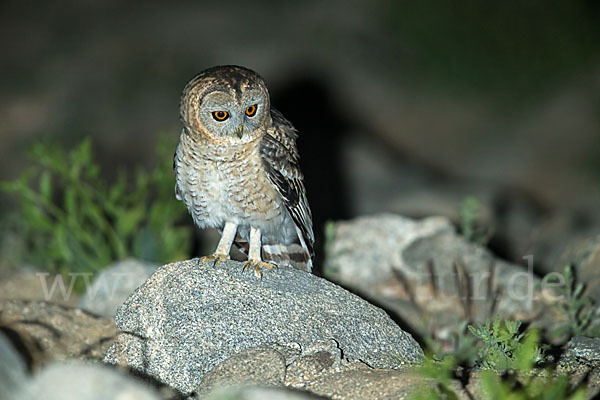 Fahlkauz (Strix hadorami)