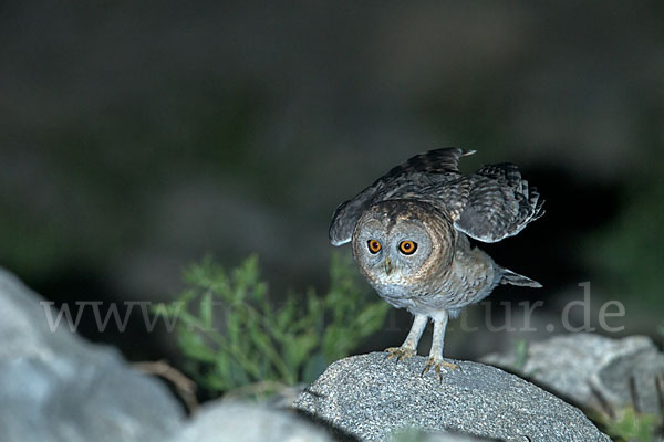 Fahlkauz (Strix hadorami)