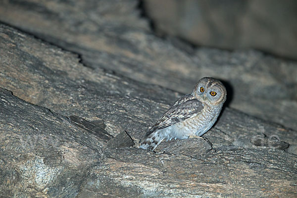 Fahlkauz (Strix hadorami)