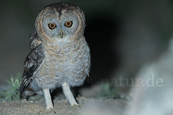 Fahlkauz (Strix hadorami)