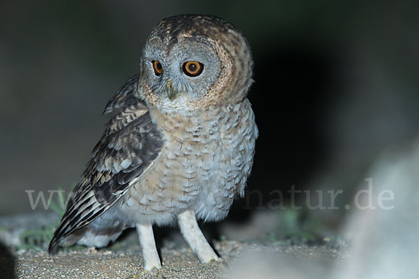 Fahlkauz (Strix hadorami)