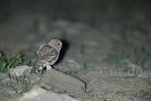 Fahlkauz (Strix hadorami)