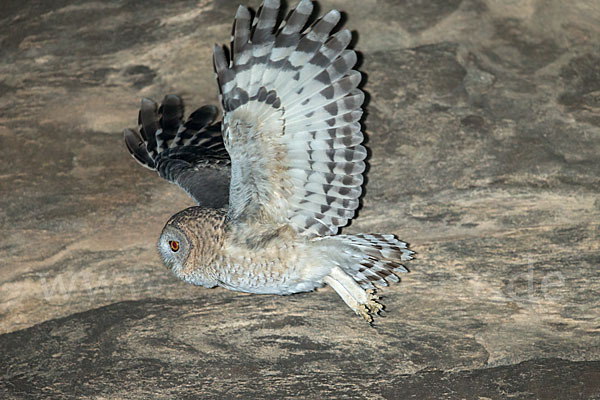 Fahlkauz (Strix hadorami)