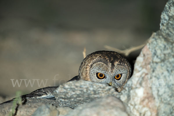 Fahlkauz (Strix hadorami)