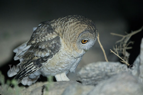 Fahlkauz (Strix hadorami)